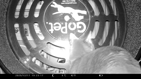 Random Footage of Cookie Cutter The Cat, Filmed By KJK JDL201, Dbn, MI, December 16 & 17, 2025