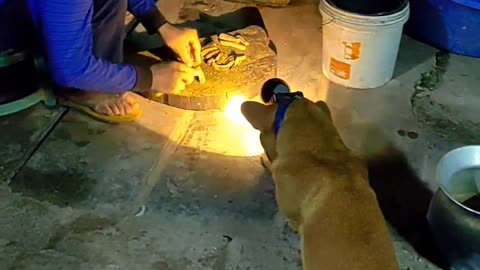 Helpful Puppy Holds The Light