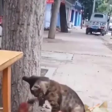 funny Cute Pets & Funny Animals Compilation