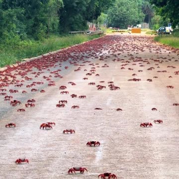Red crab migration