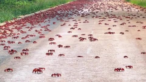 Red crab migration