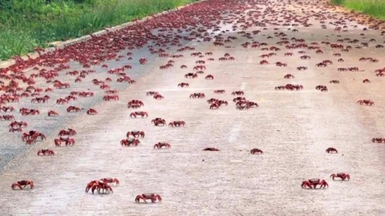 Red crab migration