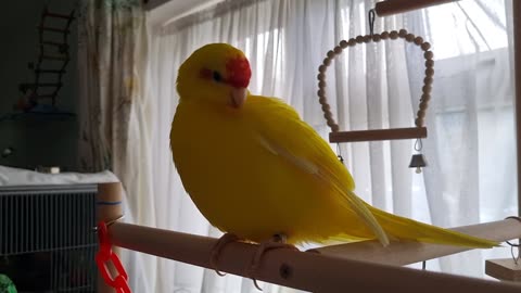 Chocobo preening ...