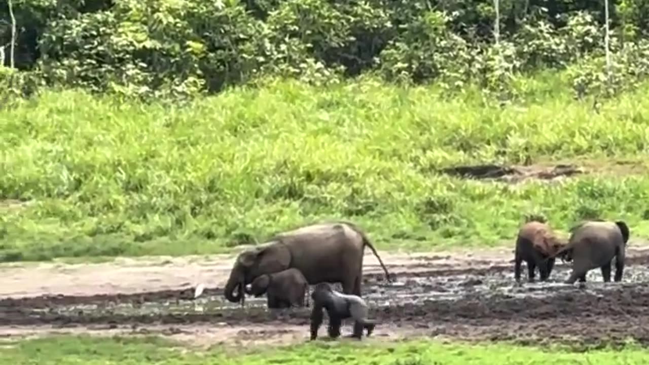 🌍🦁 Gabon: Where Elephants and Gorillas Coexist! | FeedMyCuriosity