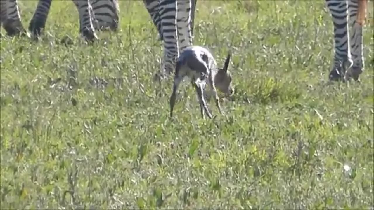 animals