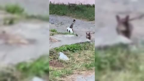 CATS BULLYING DOGS 😂- COMPILATION!!!!!!!!!!!!