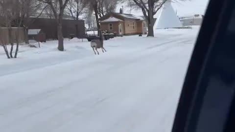 Have you even seen a dog chase a deer down the street?