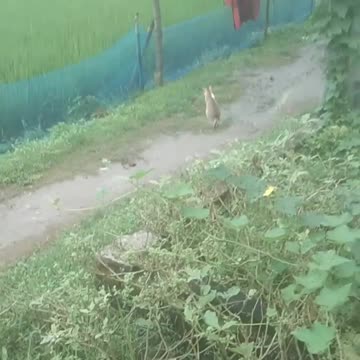 A beautiful cat is walking beautifully on the street, l.