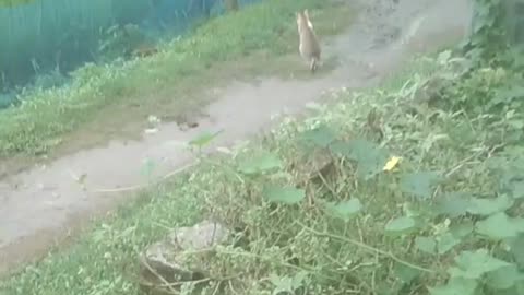 A beautiful cat is walking beautifully on the street, l.