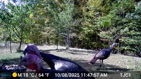 Turkeys at the Bird Feeder
