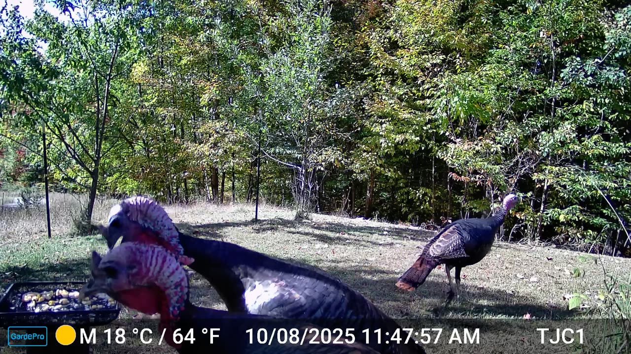 Turkeys at the Bird Feeder