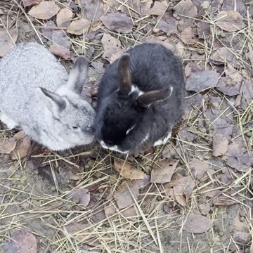 Bunny Hops That Boost Your Mood ⚡