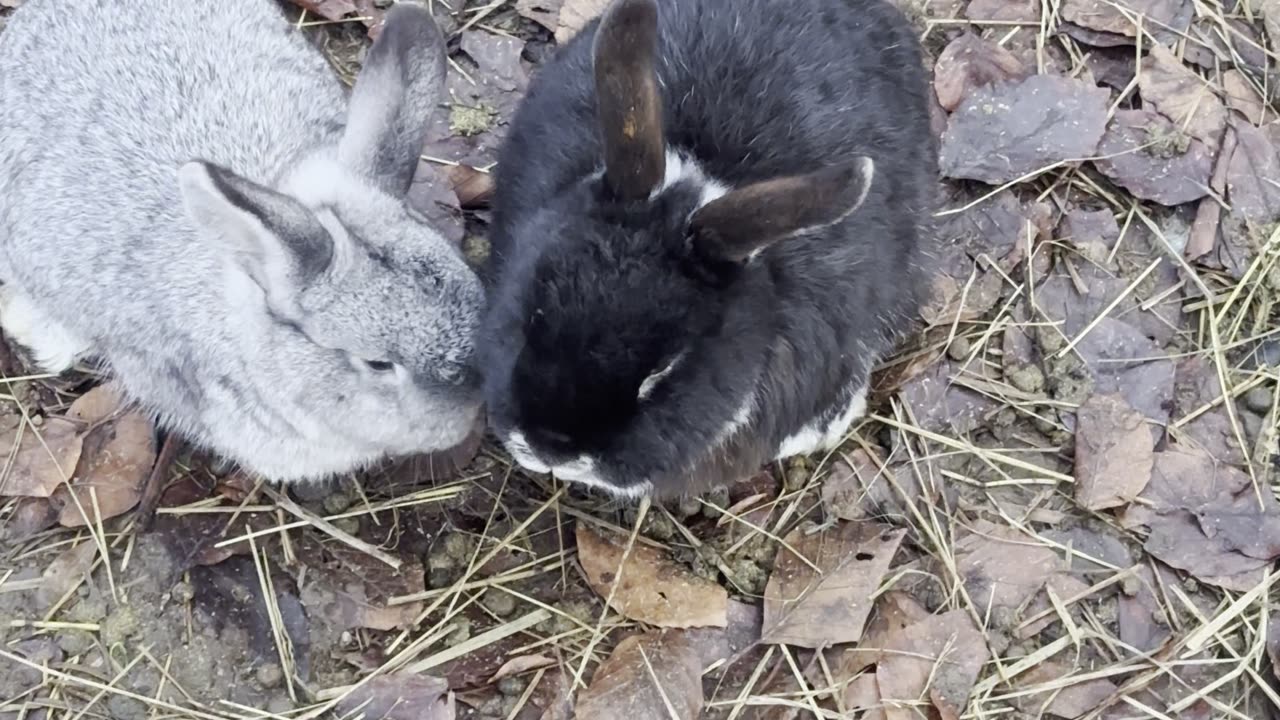 Bunny Hops That Boost Your Mood ⚡