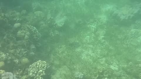 Snorkeling Through Serenity