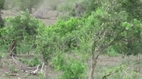 Two Hidden Lions Chase A Herd of Water Buffalo That Then Run Into and Over a Tourist's Car