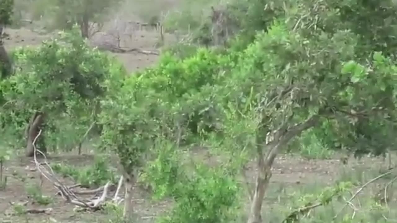 Two Hidden Lions Chase A Herd of Water Buffalo That Then Run Into and Over a Tourist's Car