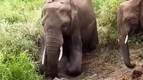 "Mother Elephant Struggles to Rescue Trapped Calf from Water"