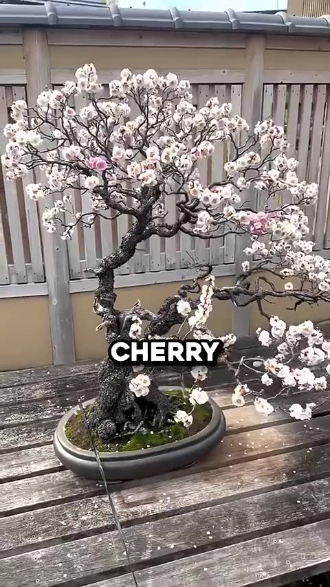 Why are these trees worth thousands of dollars 💸 💵