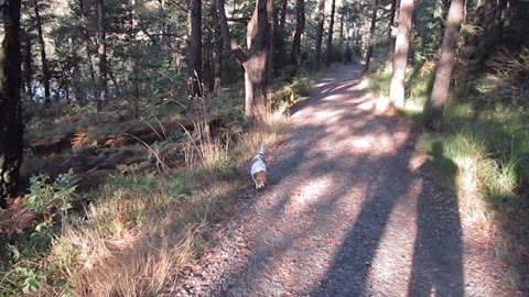 Morgonpromenad med älskade Freja.