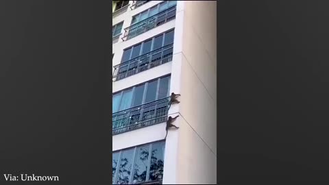 Hilarious Overdramatic Pets That Act Like Humans | Overdramatic Animal Compilation 2025