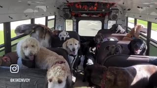 😂🐶 What a Difference! Dog Park Transforms This Pup! | FunFM