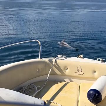 Prekëse në Vlorë: Delfini i gjallë përpiqet të ndihmojë shokun e ngordhur në det