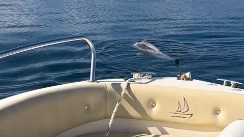 Prekëse në Vlorë: Delfini i gjallë përpiqet të ndihmojë shokun e ngordhur në det