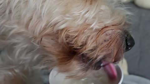 I SCREAM FOR BERKELEY !