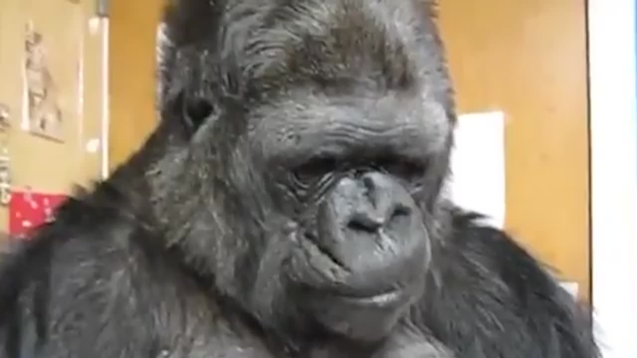 COCO THE TALKING GORILLA