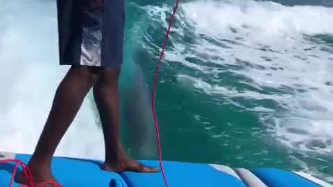 It's a Dolphin Show🐬 (via:@waketowaketc)