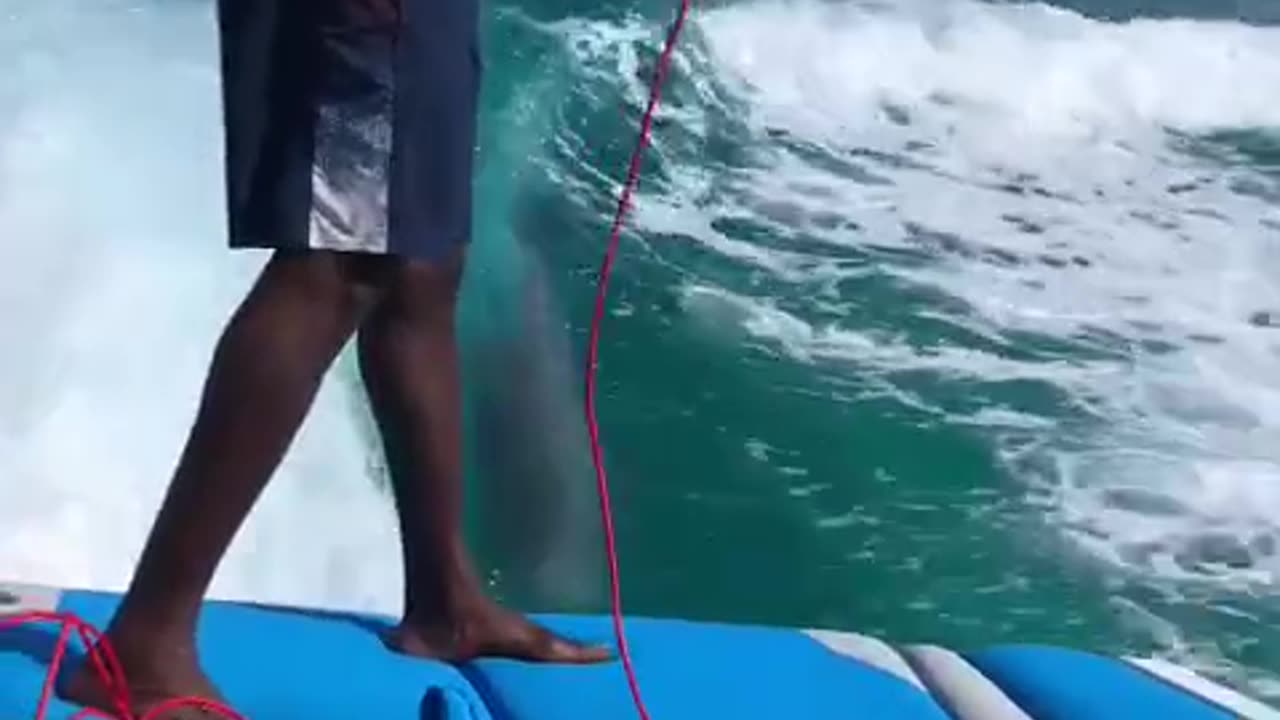 It's a Dolphin Show🐬 (via:@waketowaketc)