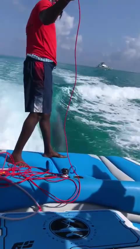 It's a Dolphin Show🐬 (via:@waketowaketc)