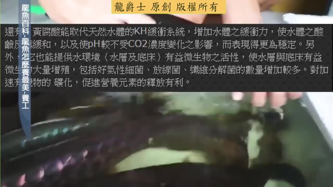 【龍爵士】龍魚百科 養工 龍魚怎麼養最美