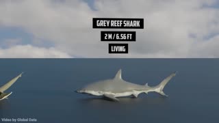 Shark Size Comparison 3D | 3d Animation Comparison