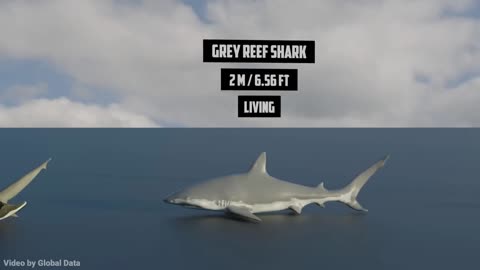 Shark Size Comparison 3D | 3d Animation Comparison