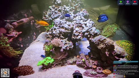 24/7 Real Live Reef Stream