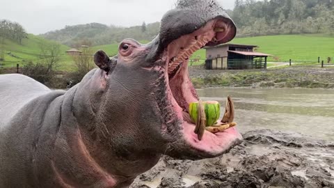 Hippo enjoying meal