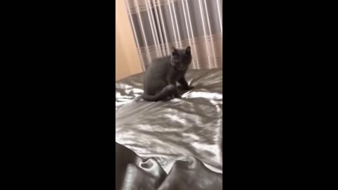 Funny animal videos 2023 - Funny cats/dogs - Funny animals