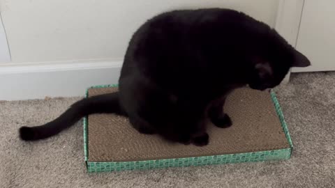 Cute Precious Piper Sits on Her Tuffet with a Wavy Tail - Adopting a Cat from a Shelter Vlog