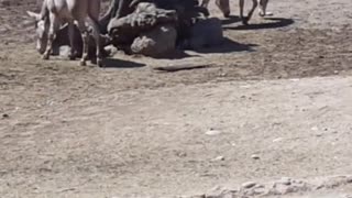 Somali donkey