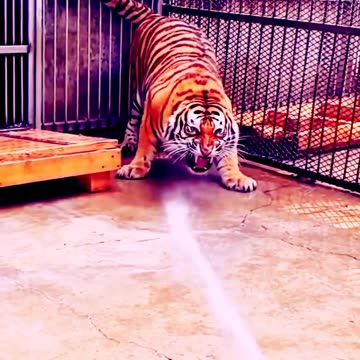 Angry Tiger activities 😱😱