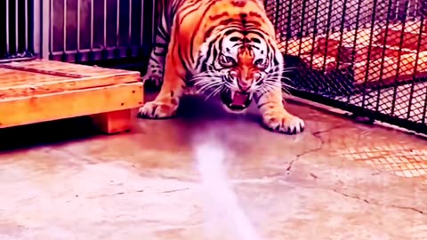 Angry Tiger activities 😱😱