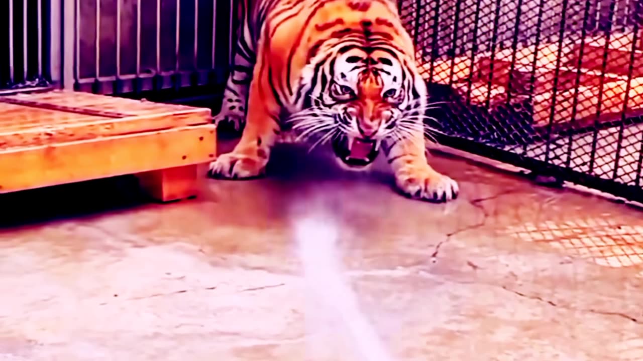 Angry Tiger activities 😱😱