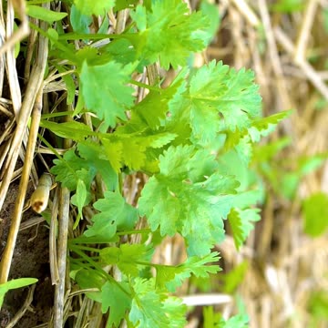 coriander health benefits #shorts #food #health