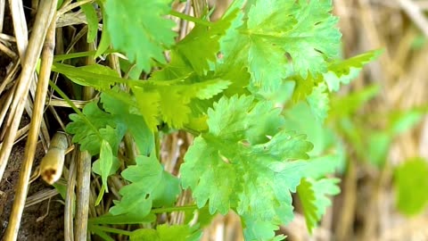 coriander health benefits #shorts #food #health