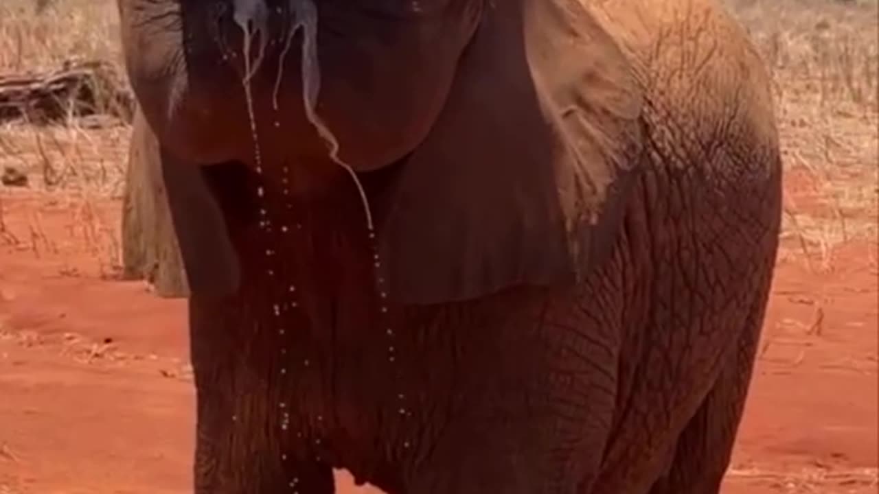 🐘The baby elephant, holding a bottle of milk with his trunk, looks like a real master!