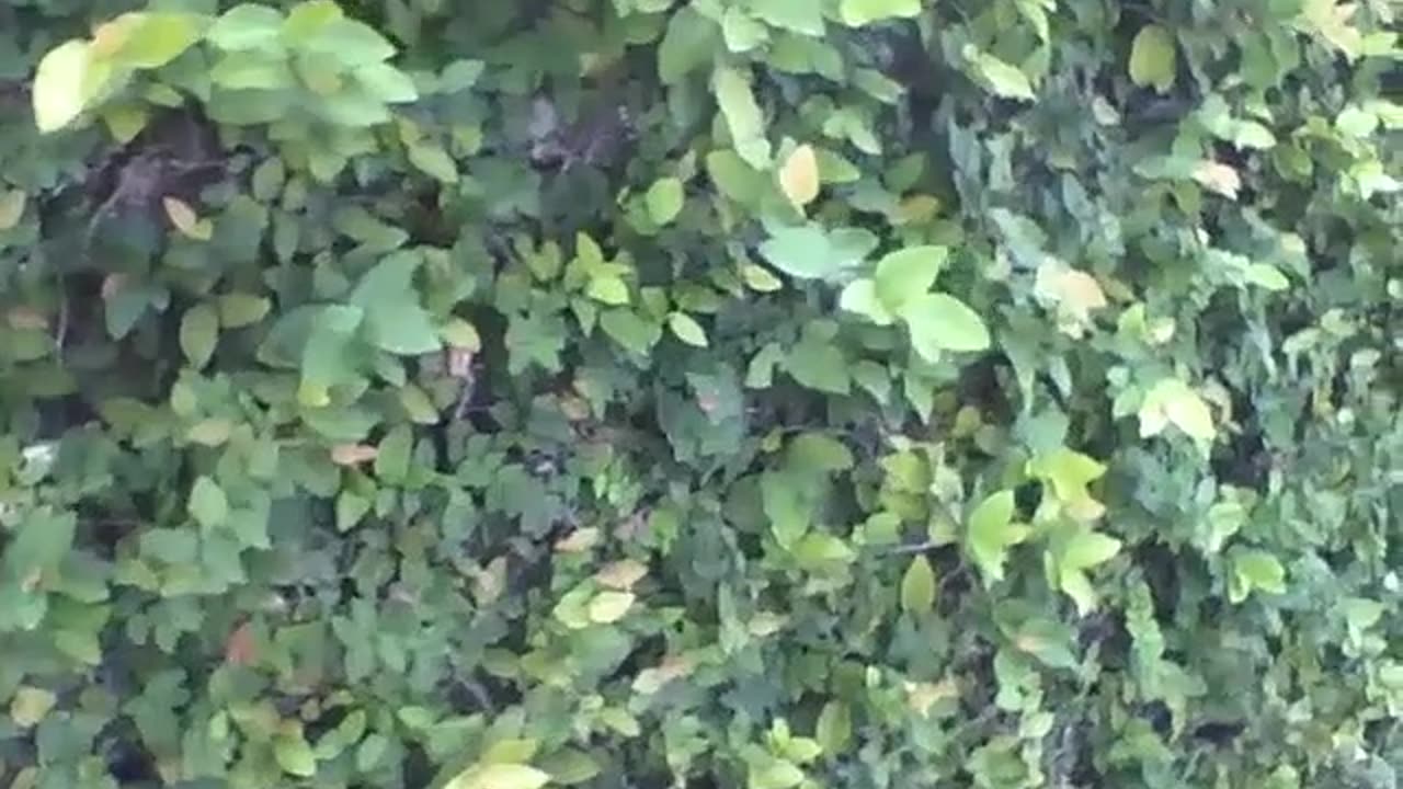 Walking along the sidewalk and filming the climbing fig, a plant that grows [Nature & Animals]