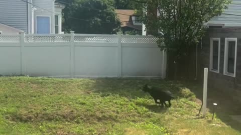 Dog Entertains Himself With the Zoomies