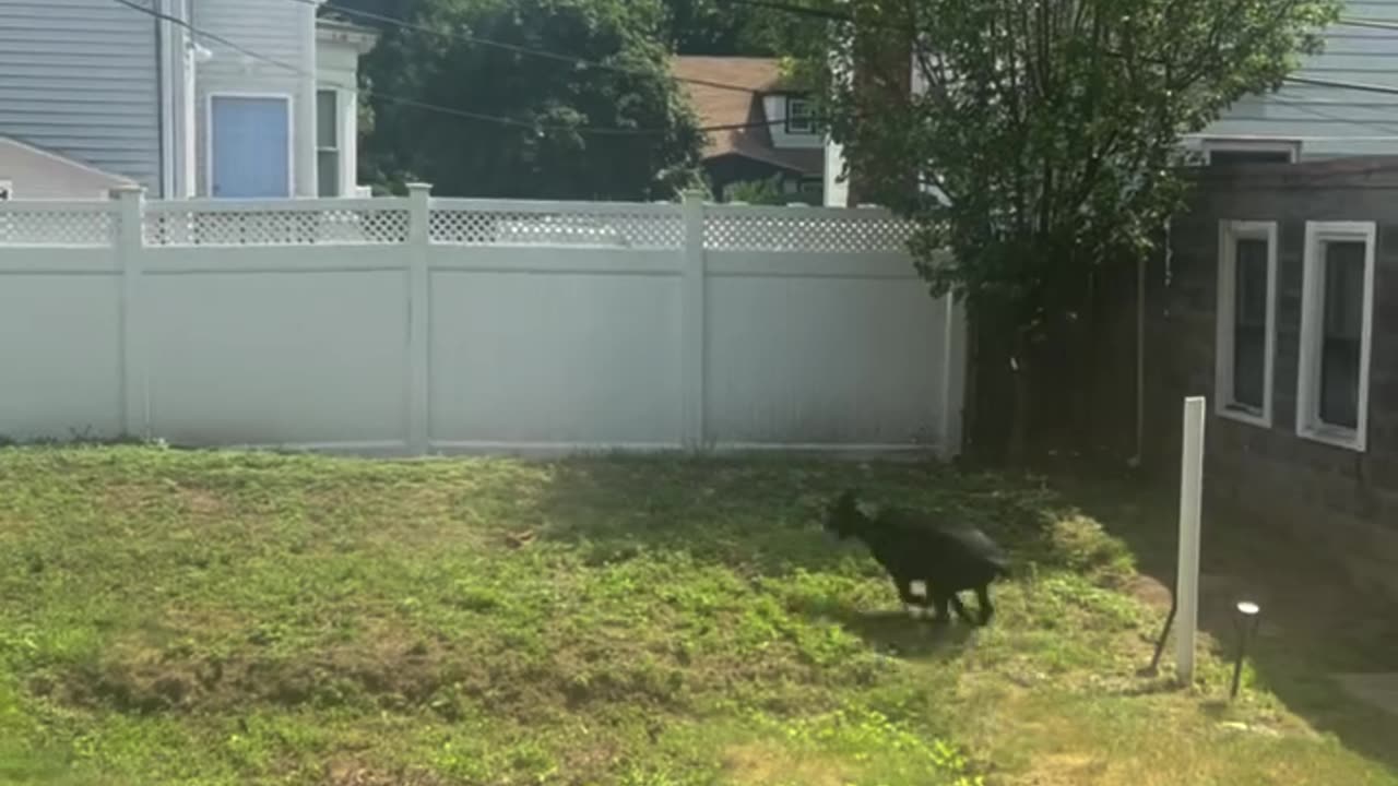 Dog Entertains Himself With the Zoomies
