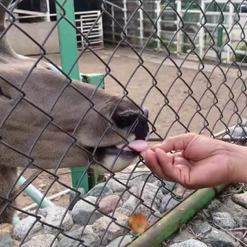 Selfie with a deer (noble stag)